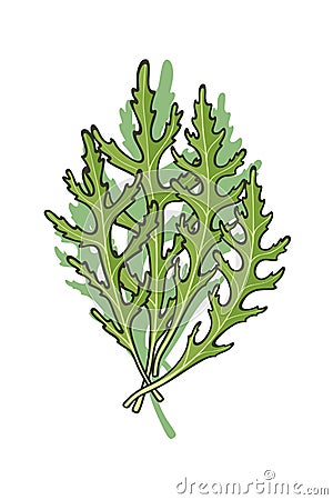 Hand drawn icon of green fresh arugula rucola Vector Illustration